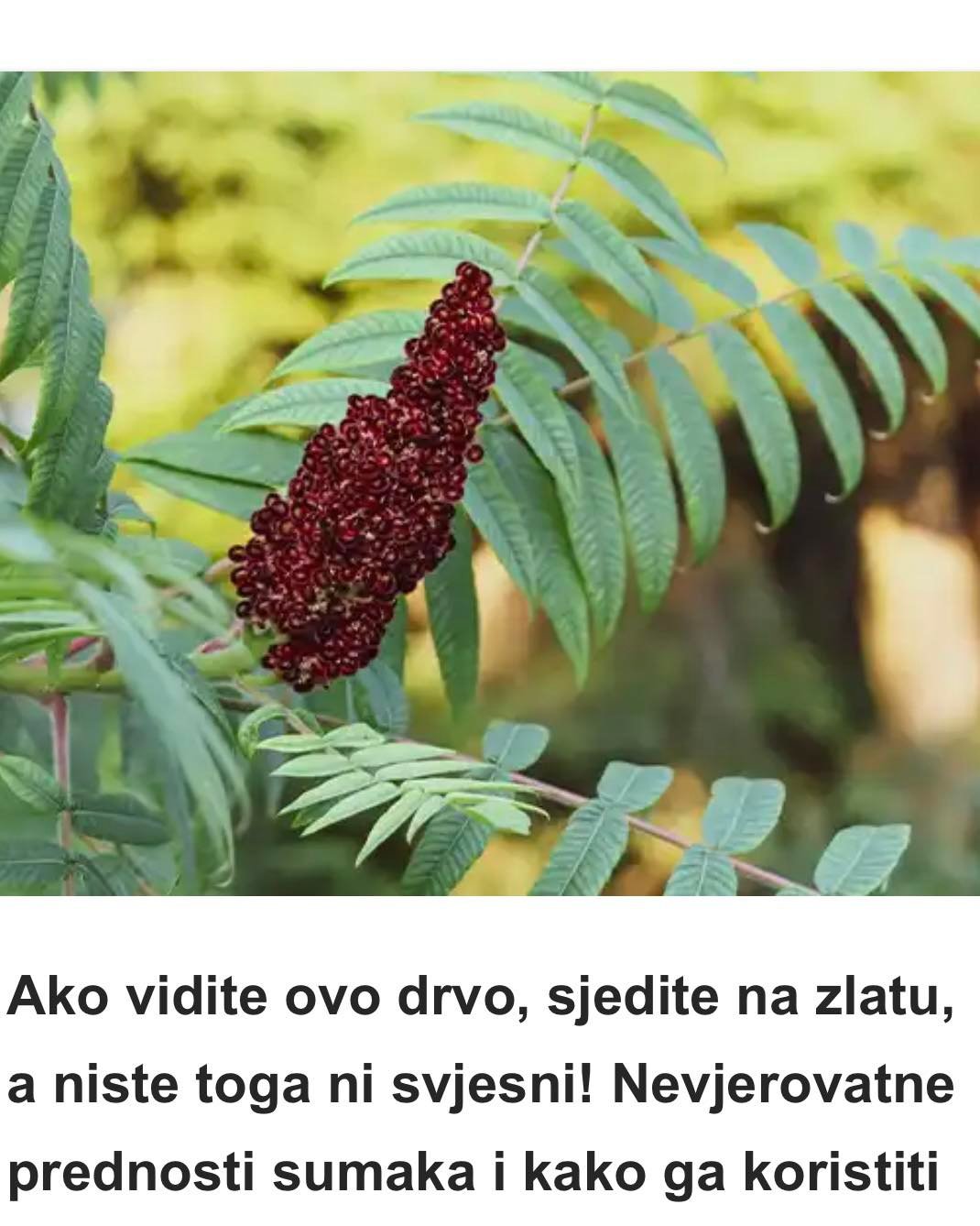 Ako vidite ovo drvo, sjedite na zlatu, a niste toga ni svjesni! Nevjerovatne prednosti sumaka i kako ga koristiti