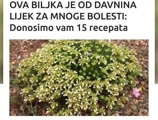 OVA BILJKA JE OD DAVNINA LIJEK ZA MNOGE BOLESTI: Donosimo vam 15 recepata