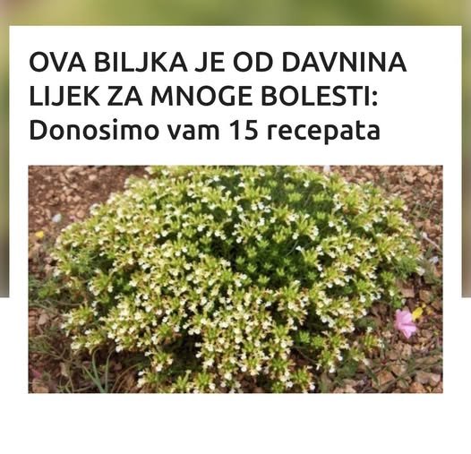 OVA BILJKA JE OD DAVNINA LIJEK ZA MNOGE BOLESTI: Donosimo vam 15 recepata