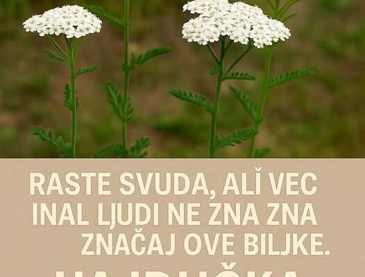 Otkrijte moćne blagodati stolisnika 🌿✨