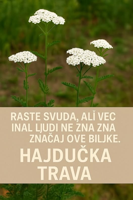 Otkrijte moćne blagodati stolisnika 🌿✨