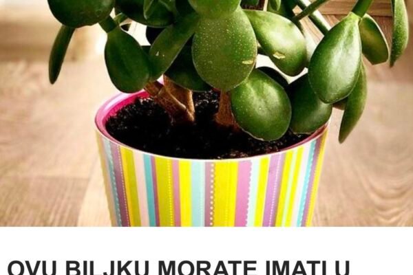 OVU BILJKU MORATE IMATI U KUĆI: Kažu da donosi novac, A SAMO TREBATE PAZITI NA JEDNU STVAR