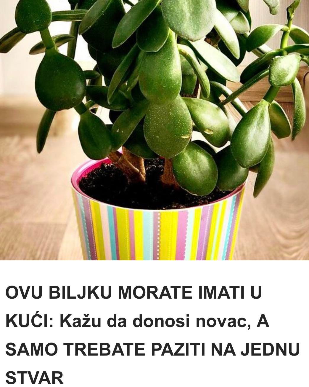 OVU BILJKU MORATE IMATI U KUĆI: Kažu da donosi novac, A SAMO TREBATE PAZITI NA JEDNU STVAR