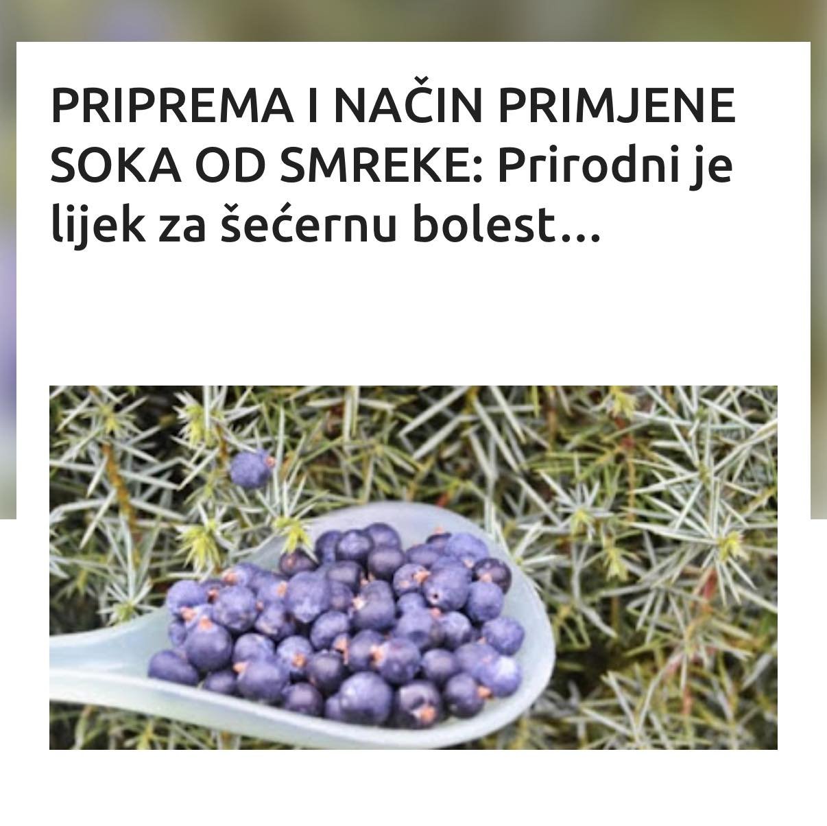 PRIPREMA I NAČIN PRIMJENE SOKA OD SMREKE: Prirodni je lijek za šećernu bolest…