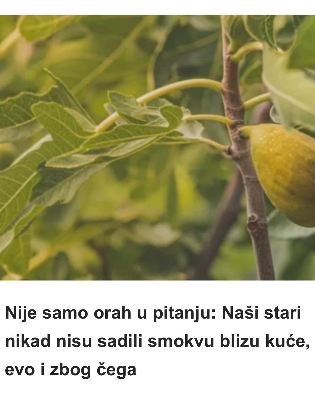 Nije samo orah u pitanju: Naši stari nikad nisu sadili smokvu blizu kuće, evo i zbog čega