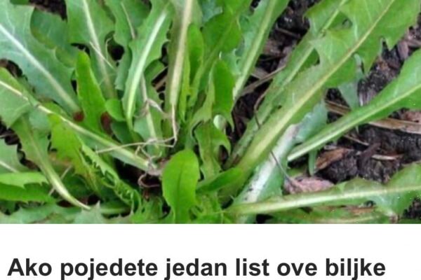 Ako pojedete jedan list ove biljke možete da spasite sebi život! Evo kako se koristi da bi u narednoj minuti mogao djelovati…