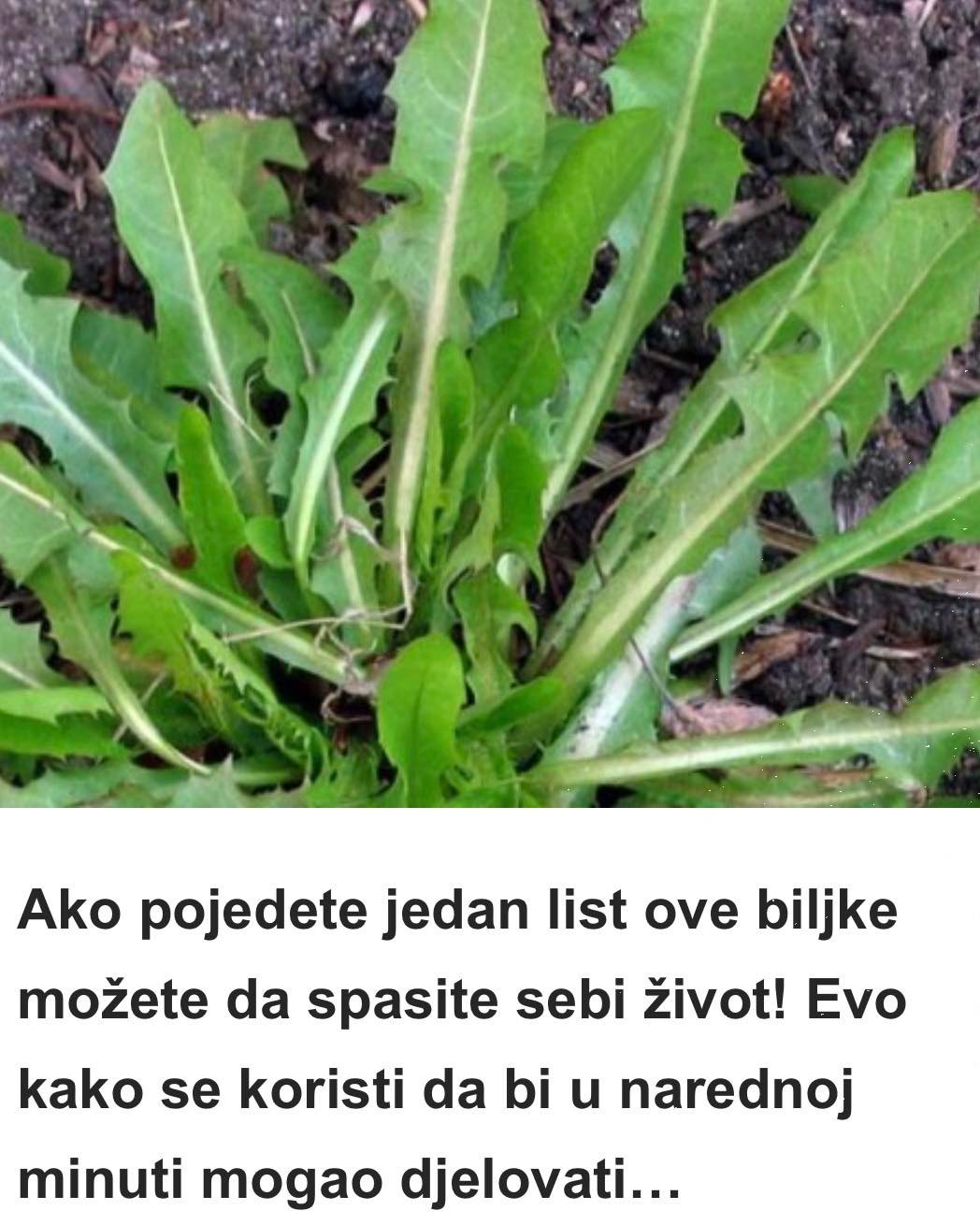 Ako pojedete jedan list ove biljke možete da spasite sebi život! Evo kako se koristi da bi u narednoj minuti mogao djelovati…