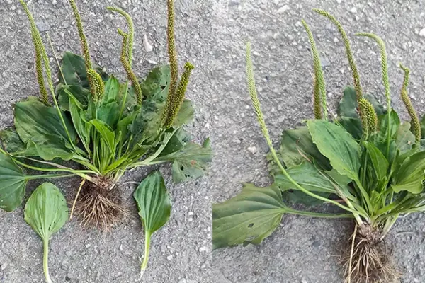 Zdravstvene koristi i upotreba širokolisne trputice (Plantago major)