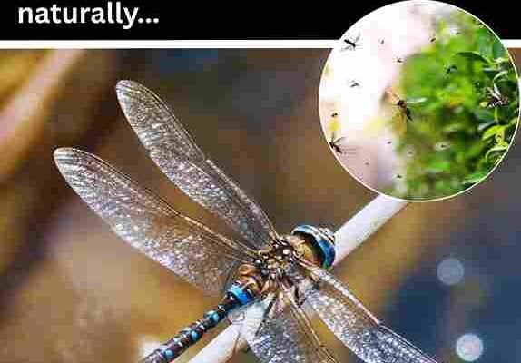 Jedna vilin konjic pojede stotine komaraca dnevno! 🌿