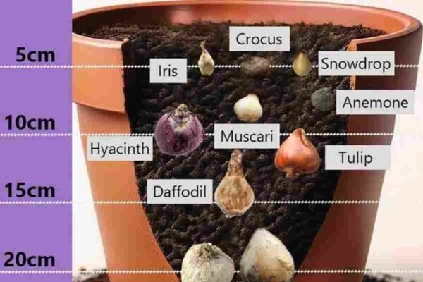 Sadnja lukovica na idealnoj dubini 🌱