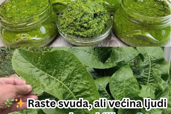 🌿 Izuzetne prednosti listova rena: Vaš vodič za zdravlje i kulinarsku kreativnost📅