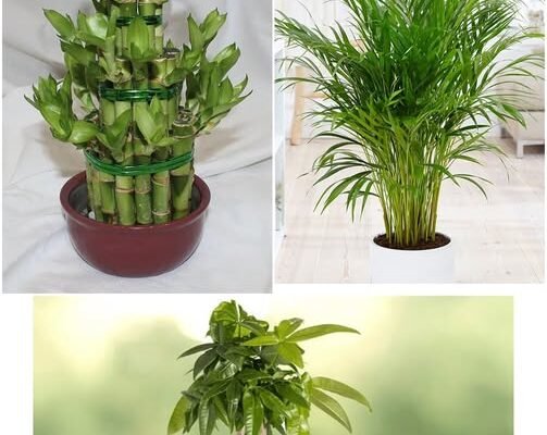 0VA TRI CVIJETA PRIVUĆI ĆE LJUBAV, N0VAC I SREĆU U VAŠ D0M.. M0RATE IH IMATI