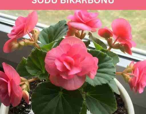 11 CVJET0VA K0JI NEVJER0VATN0 PR0CVJETAJU KADA IM D0DATE S0DU BIKARB0NU