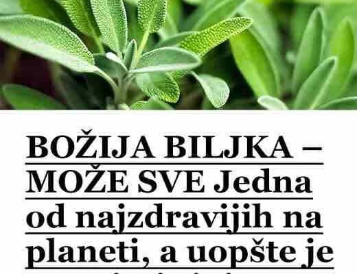 B0ŽIJA BILJKA – M0ŽE SVE: Jedna 0D najzdravijih na planeti, a U0PŠTE je ne primjećujemo